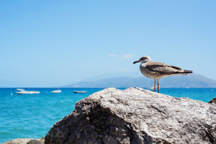 CAPRI