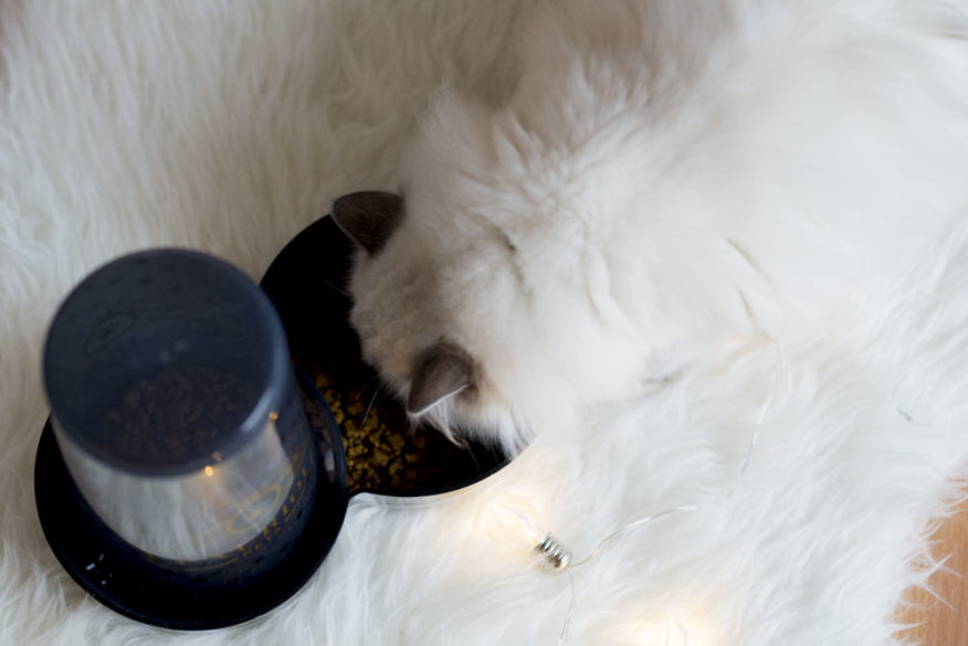Miska Magic Cat Luxurious na krmení 1,5L